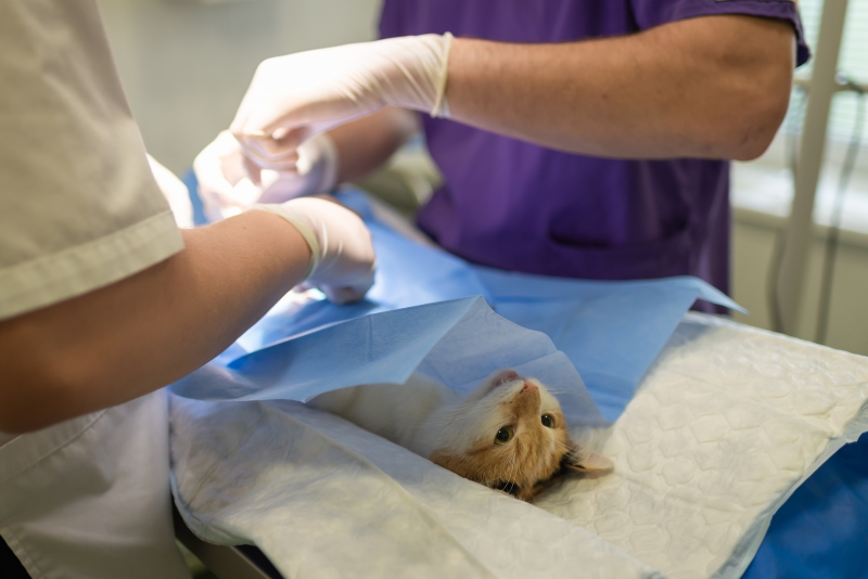 veterinaire-LIEUCHE-min_health-4385852